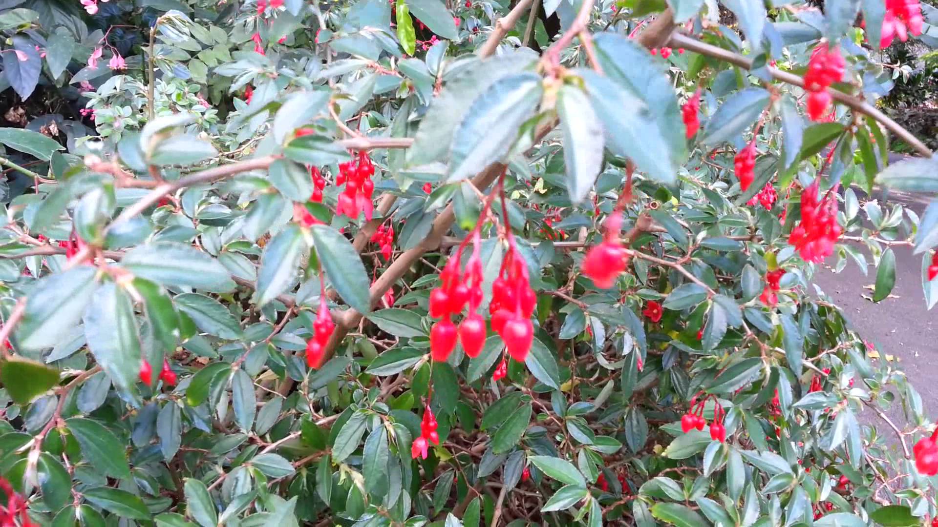 B. ‘Fuchsioides Coccinea’